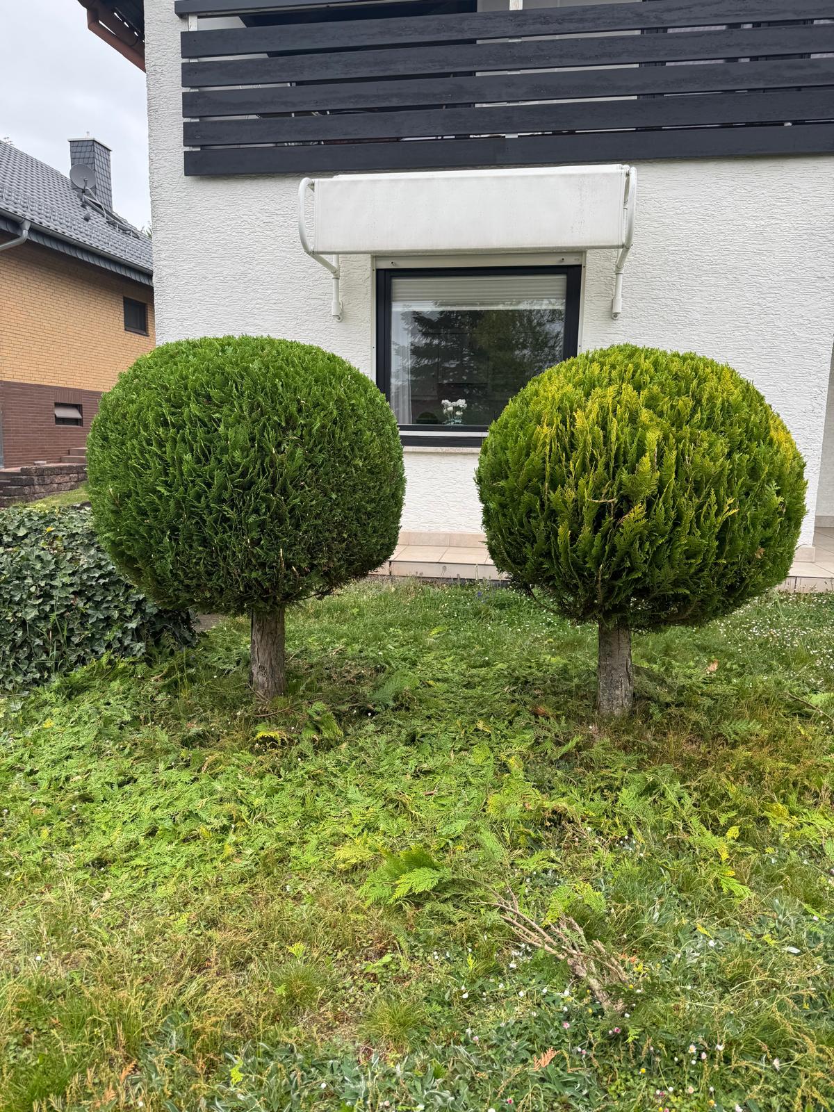 Zierbaum Pflege